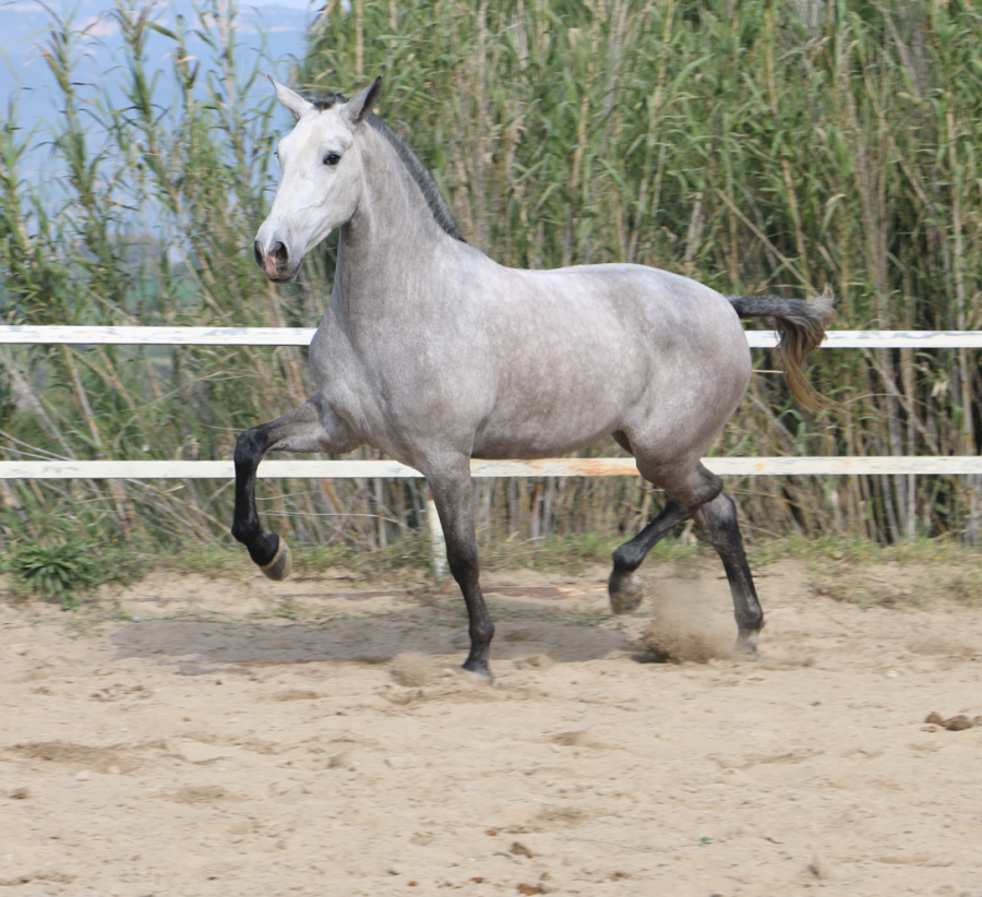Vente de cheval : PRIMAVERA DE SANTA COLOMA
